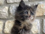 1 chaton Maine Coon LOOF femelle à réserver