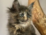 1 chaton Maine Coon LOOF femelle à réserver