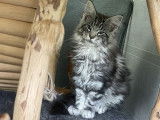 2 chatons Maine Coons LOOF femelles à vendre