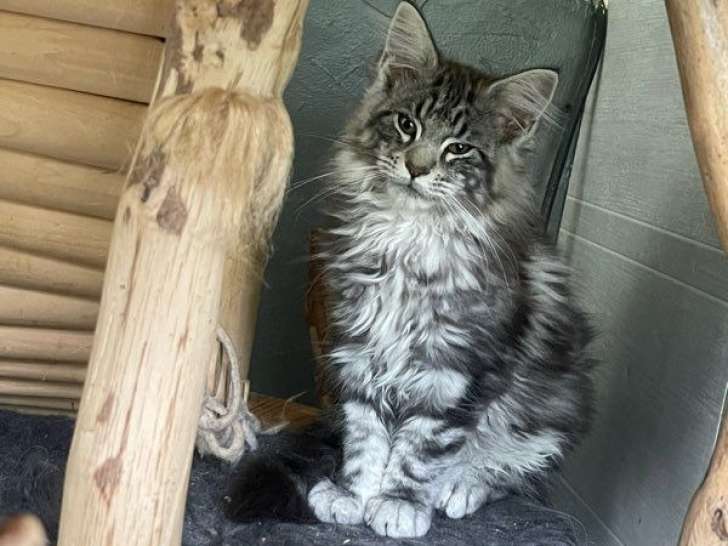 2 chatons Maine Coons LOOF femelles à vendre