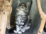 2 chatons Maine Coons LOOF femelles à vendre