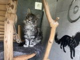 2 chatons Maine Coons LOOF femelles à vendre
