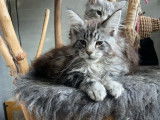 2 chatons Maine Coons LOOF femelles à vendre