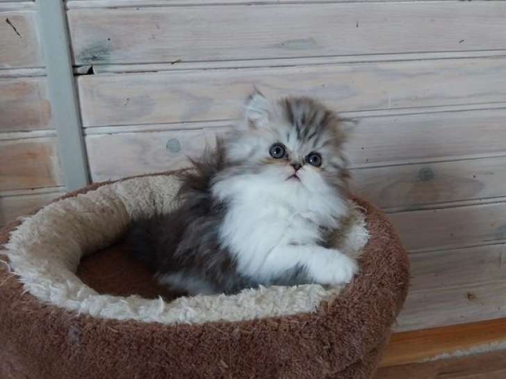 À réserver, 2 chatons Persans LOOF nés en août 2025