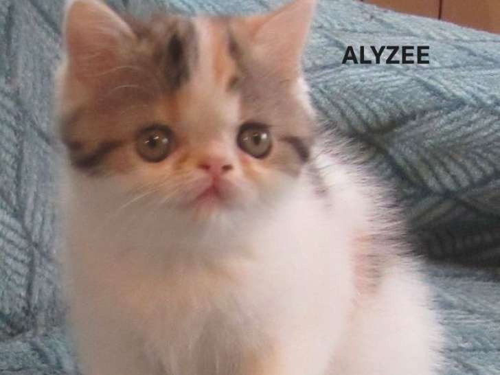 1 chaton Exotic Shorthair LOOF femelle à réserver