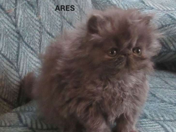 2 chatons Persans LOOF à vendre, mâle et femelle bleu nés en septembre 2025