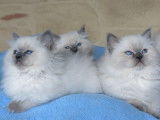 À réserver, 4 chatons Ragdolls LOOF blue point nés en septembre 2025