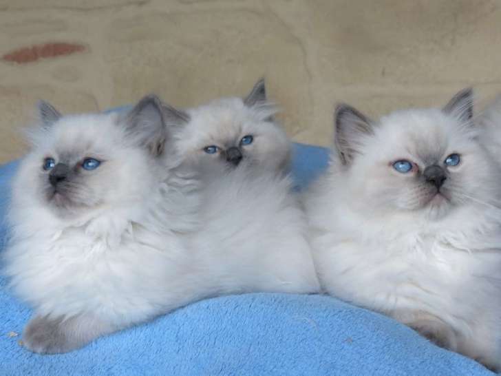 À réserver, 4 chatons Ragdolls LOOF blue point nés en septembre 2025