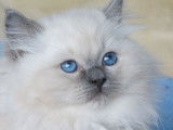 À réserver, 4 chatons Ragdolls LOOF blue point nés en septembre 2025