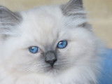 À réserver, 4 chatons Ragdolls LOOF blue point nés en septembre 2025