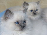 À réserver, 4 chatons Ragdolls LOOF blue point nés en septembre 2025