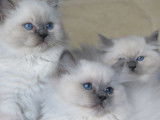 À réserver, 4 chatons Ragdolls LOOF blue point nés en septembre 2025