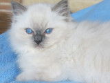 À réserver, 4 chatons Ragdolls LOOF blue point nés en septembre 2025