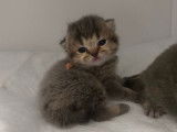 2 chatons British Shorthairs LOOF mâles à réserver