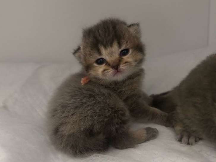 2 chatons British Shorthairs LOOF mâles à réserver