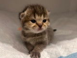 2 chatons British Shorthairs LOOF mâles à réserver