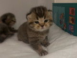 2 chatons British Shorthairs LOOF mâles à réserver