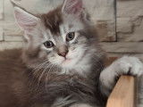 1 chaton Maine Coon LOOF mâle à réserver, black silver né en septembre 2025