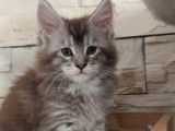 1 chaton Maine Coon LOOF mâle à réserver, black silver né en septembre 2025