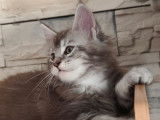1 chaton Maine Coon LOOF mâle à réserver, black silver né en septembre 2025