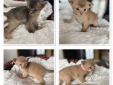 À réserver, 1 chaton femelle Abyssin LOOF