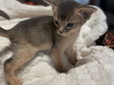 3 chatons Abyssins LOOF d’octobre 2025 à réserver