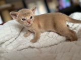 3 chatons Abyssins LOOF d’octobre 2025 à réserver