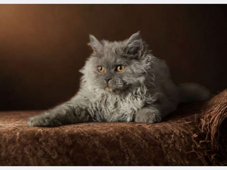 3 chatons Selkirk Rex LOOF à vendre