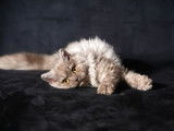 3 chatons Selkirk Rex LOOF à vendre