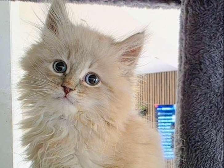 Réservation ouverte pour 2 chatons Sibériens d’août 2025