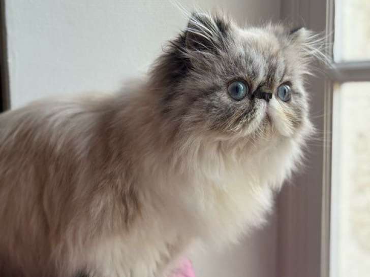 Des chatons Persans LOOF de 7 mois à vendre