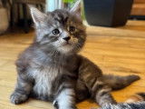4 chatons Maine Coons LOOF à réserver