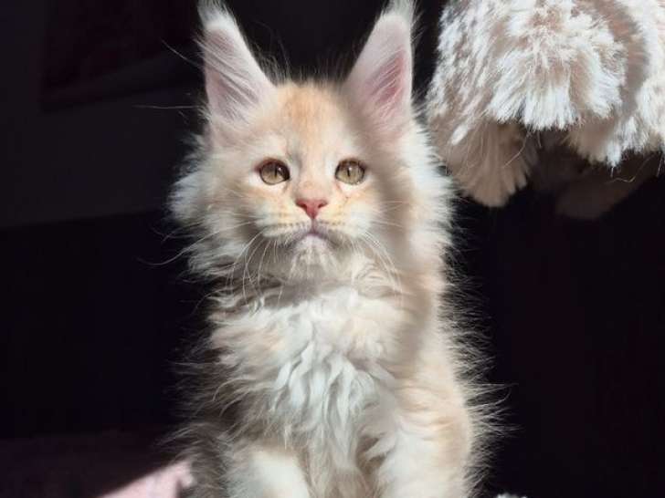 Vente de 3 chatons mâles Maine Coons LOOF  nés en août 2025