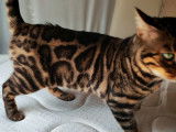 Mise en vente d'une chatte Bengal LOOF stérilisée née en 2022