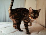 Mise en vente d'une chatte Bengal LOOF stérilisée née en 2022