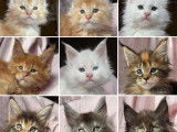 9 chatons Maine Coons LOOF à réserver