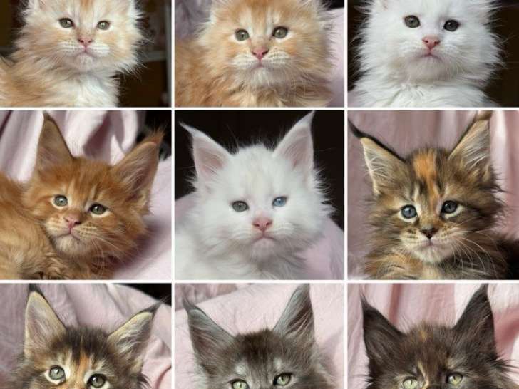 9 chatons Maine Coons LOOF à réserver