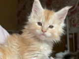 9 chatons Maine Coons LOOF à réserver