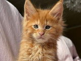9 chatons Maine Coons LOOF à réserver