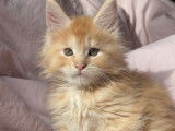 9 chatons Maine Coons LOOF à réserver