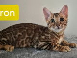 2 chatons Bengals LOOF mâles à vendre, nés en mai 2025