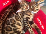 Vente d'un mâle Bengal LOOF né en février 2025