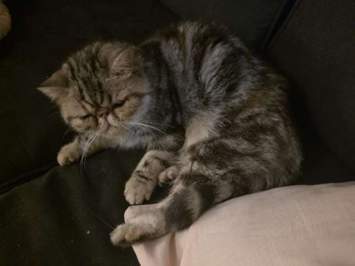 1 chatte Exotic Shorthair LOOF à vendre, née en mai 2024