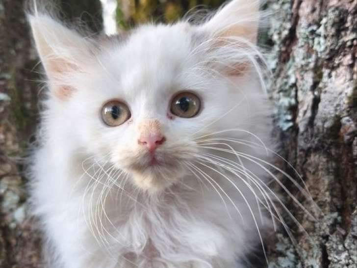 1 chaton femelle Sibérien LOOF à vendre