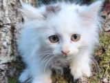 1 chaton femelle Sibérien LOOF à vendre