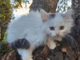 1 chaton femelle Sibérien LOOF à vendre