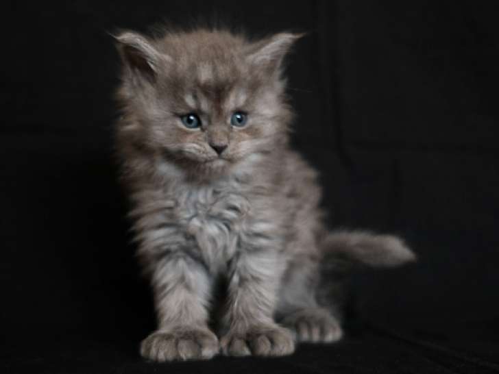 Artemis PP de la Cocoonerie