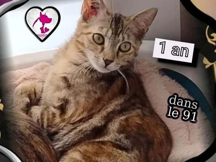 À adopter : chatte d'un an