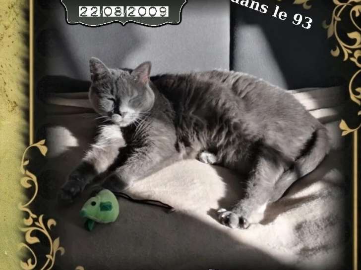 En attente d'adoption : chatte bleue merle