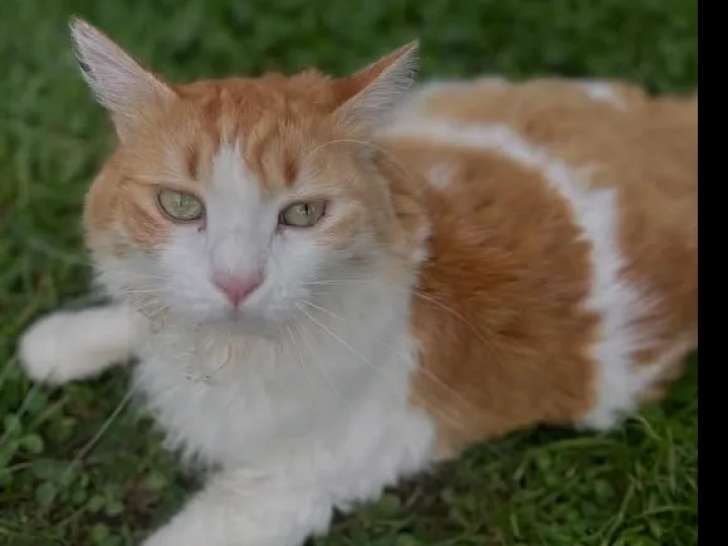 Prêt pour l’adoption : chat roux et blanc